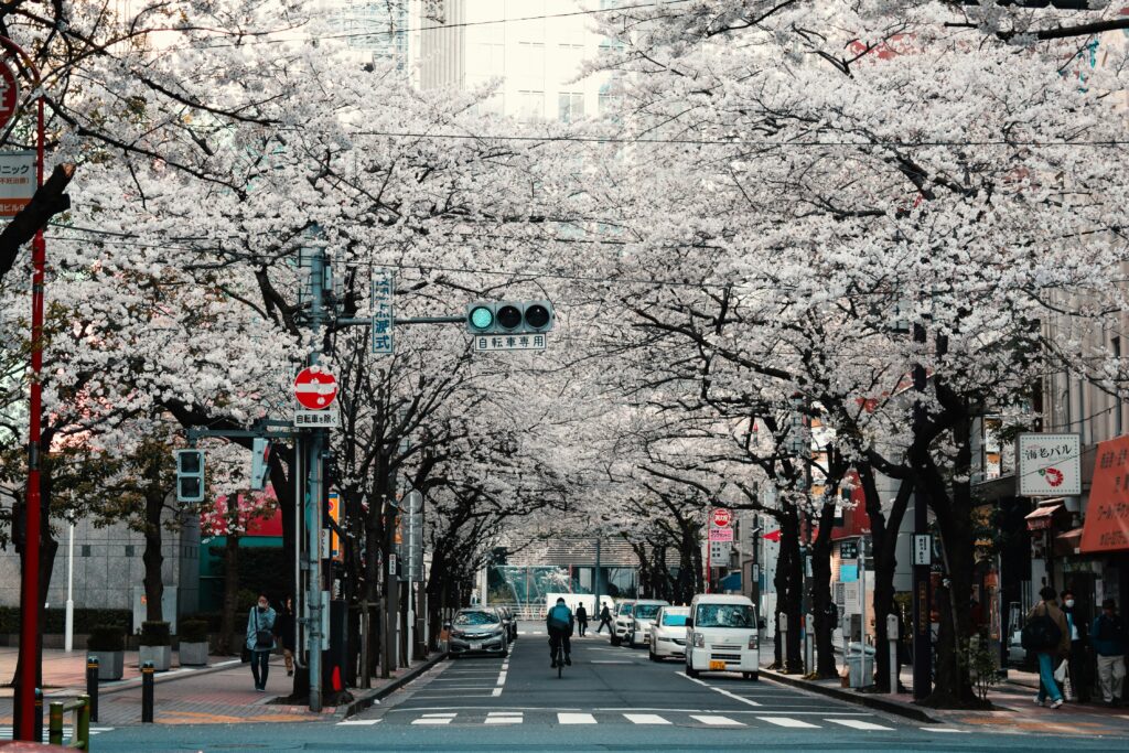 Scenic train Japan travel in spring with cherry blossoms lining a city street in Kyoto

